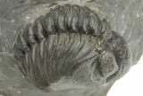Two Detailed Phacopid (Adrisiops) Trilobites - Jbel Oudriss, Morocco #222417-7